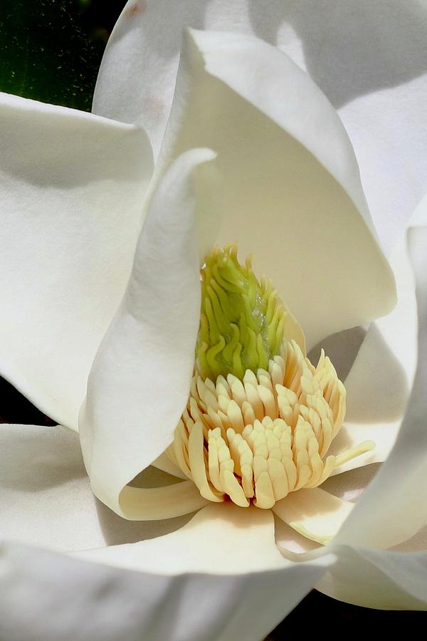 Magnolia Blossom Photograph by Sarah Lilja