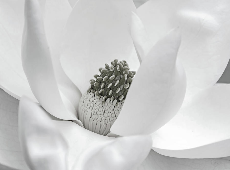 Magnolia Blossom in Black and White Photograph by Susan Colosimo - Fine ...