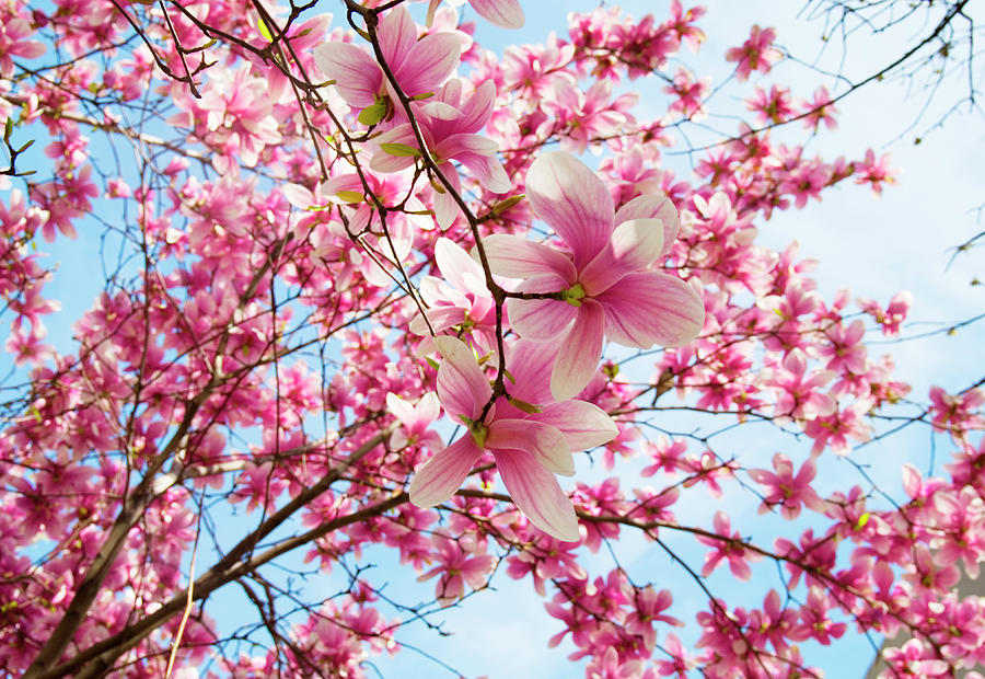 Magnolia Blossoms Photograph by Driendl Group
