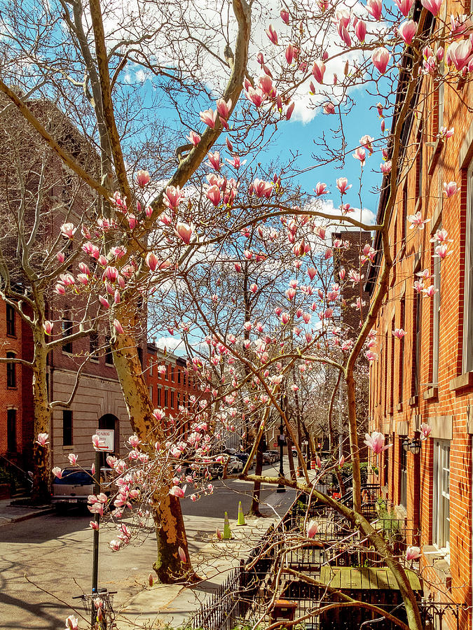 Magnolia Blossoms In Brooklyn Heights Photograph by Spencer Grant