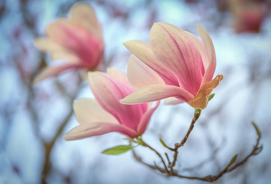 Magnolia Blossoms Photograph by Kristen Wilkinson