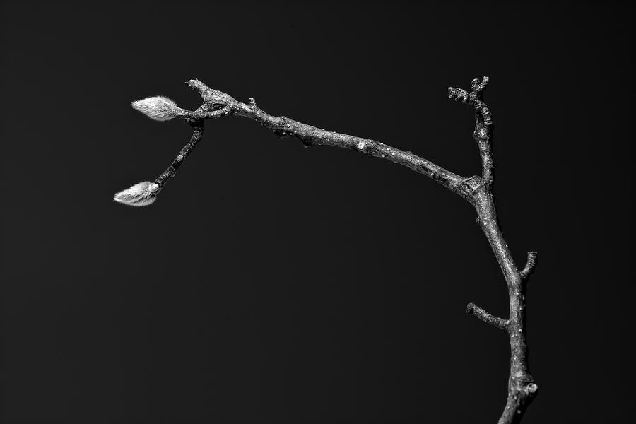 Magnolia Branch Detail by Keith Dotson Magnolia Branch Detail by Keith Dotson