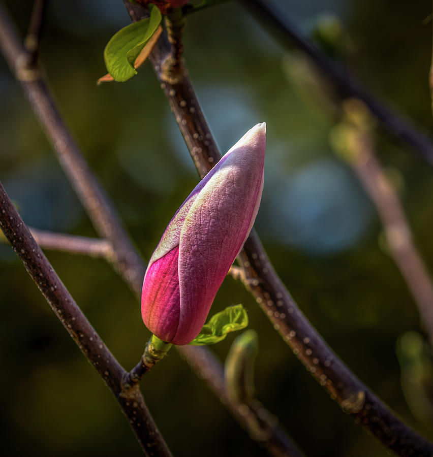 Magnolia Bud #i7 Photograph by Leif Sohlman