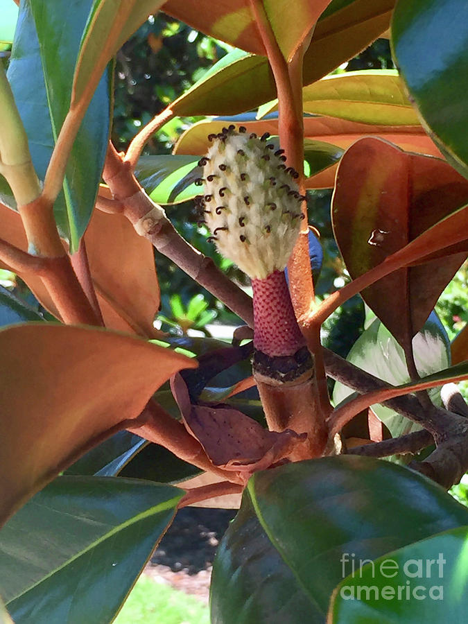 Magnolia Cone with Leaves  Photograph by Carol Groenen