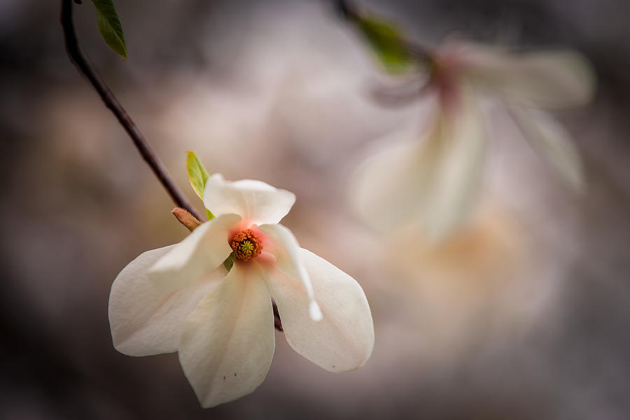 Magnolia Photograph by Dmitry Stepanov