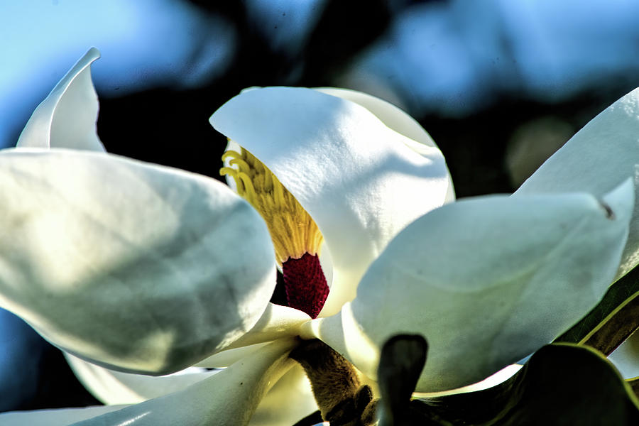 Magnolia Grandiflora Photograph - Magnolia Dreams by William Tasker