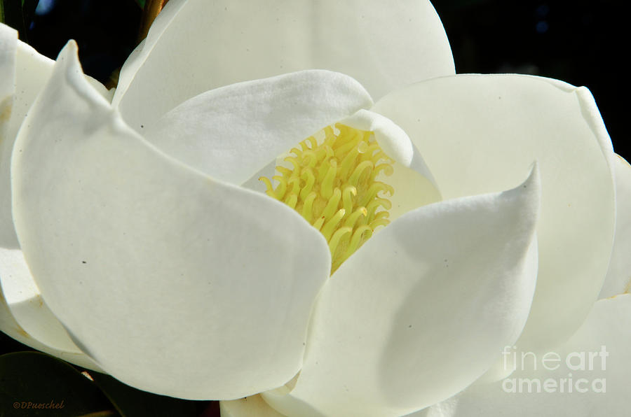 Magnolia Flora Beauty Photograph