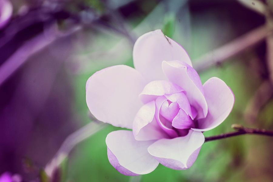 Magnolia Flower Photograph by Alena Haurylik