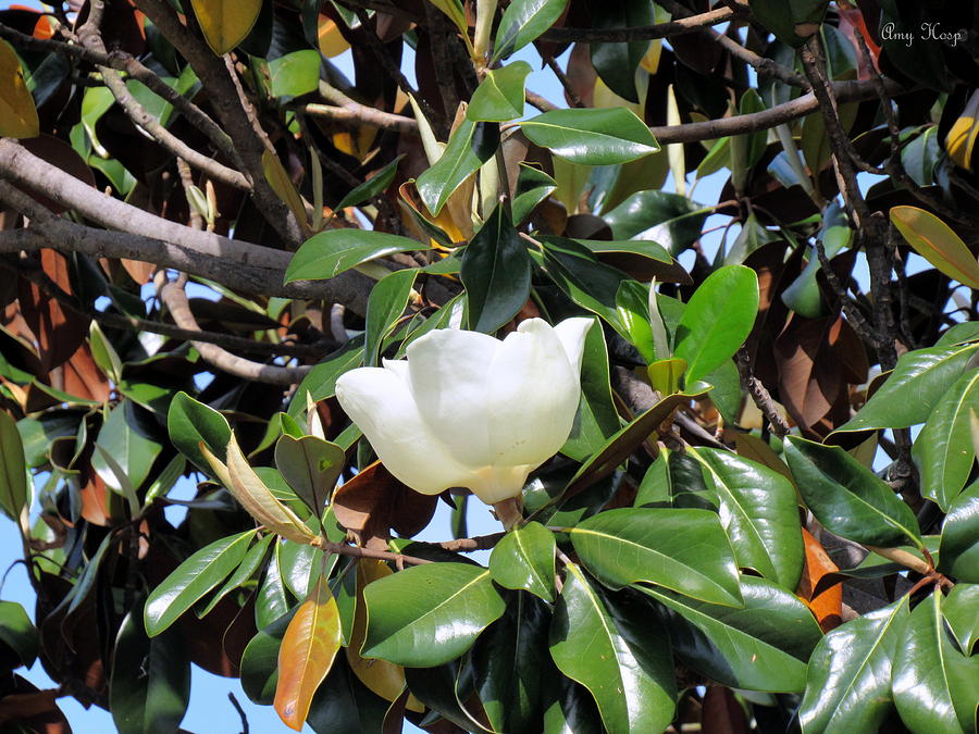 Magnolia Flower In The Tree Photograph by Amy Hosp