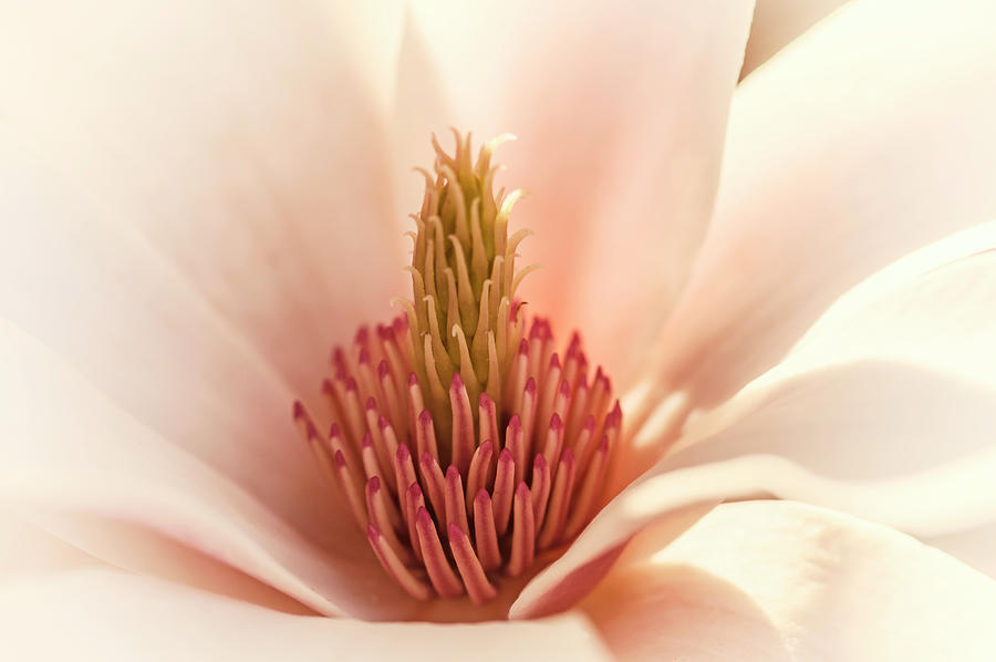 Magnolia Movie Photograph - Magnolia Flowering #2 by Augenwerk Susann Serfezi