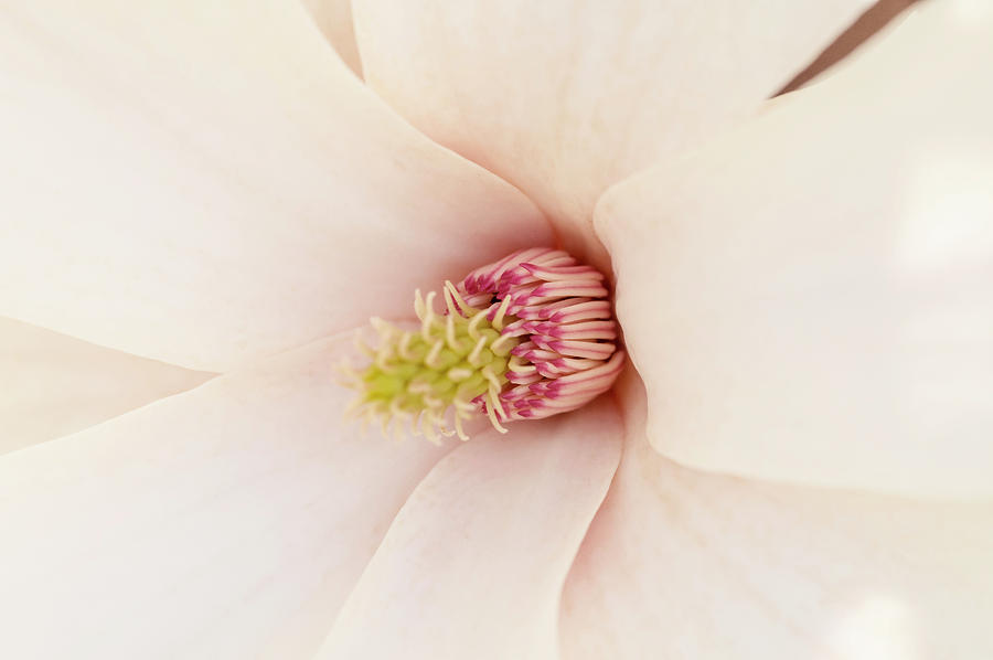Magnolia Movie Photograph - Magnolia Flowering #3 by Augenwerk Susann Serfezi