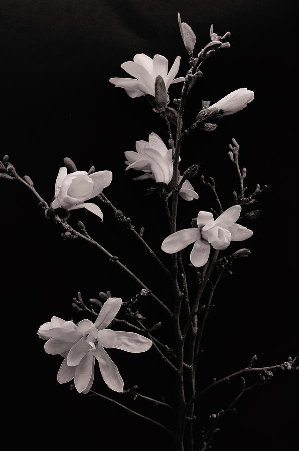 Magnolia Flowers Monochrome Photograph by Jeff Townsend