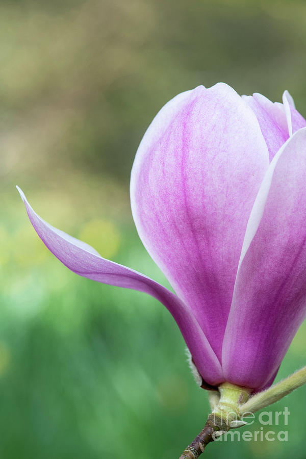 Magnolia Forrests Pink Flower Abstract Photograph by Tim Gainey