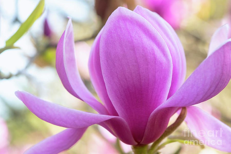 Magnolia Forrests Pink Flower Photograph by Tim Gainey