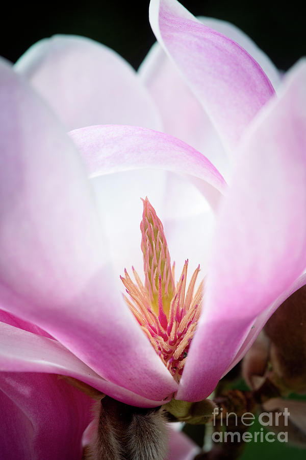 Magnolia Forrests Pink Photograph by Tim Gainey