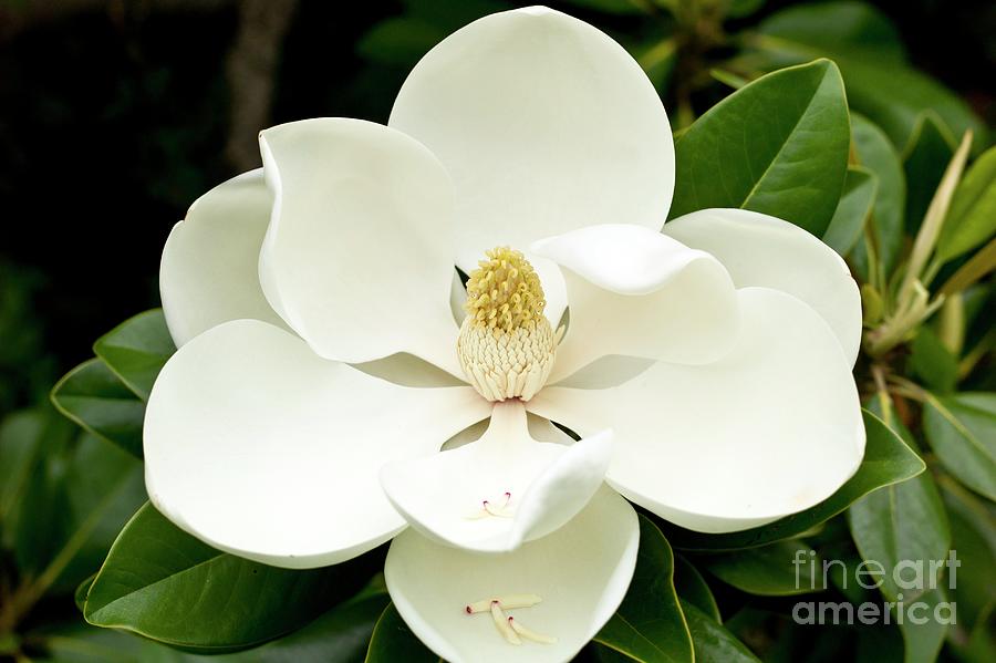 Magnolia Grandiflora Flower Photograph by Dr Jeremy Burgess/science Photo Library