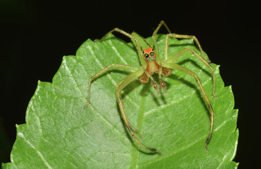 Magnolia Green Jumping Spider Photograph by Larah McElroy