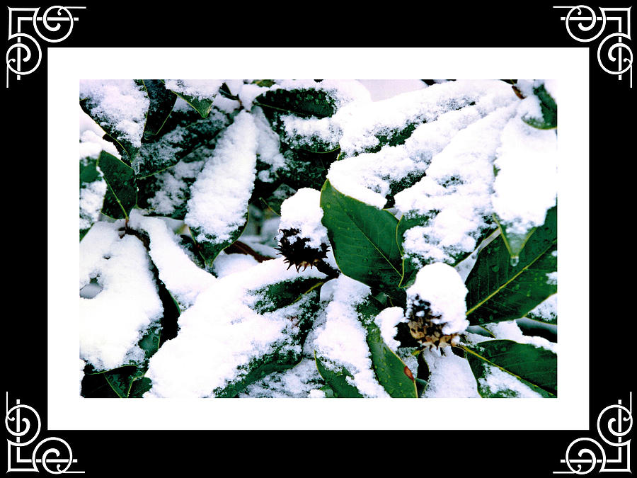 Magnolia in Snow Deluxe Border Photograph by Mike McBrayer