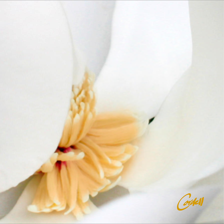 Magnolia Photograph by Joan Cordell