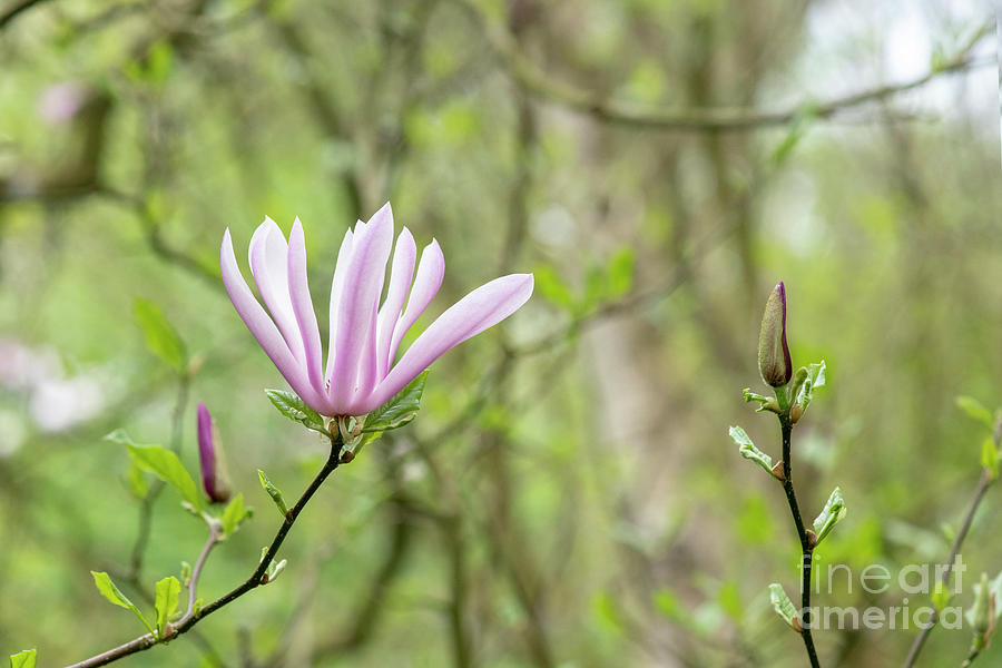 Magnolia Judy Flower in Spring Photograph by Tim Gainey