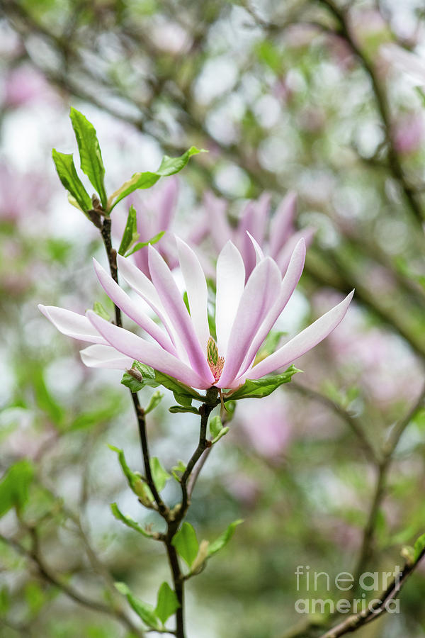 Magnolia Judy Flower Photograph by Tim Gainey