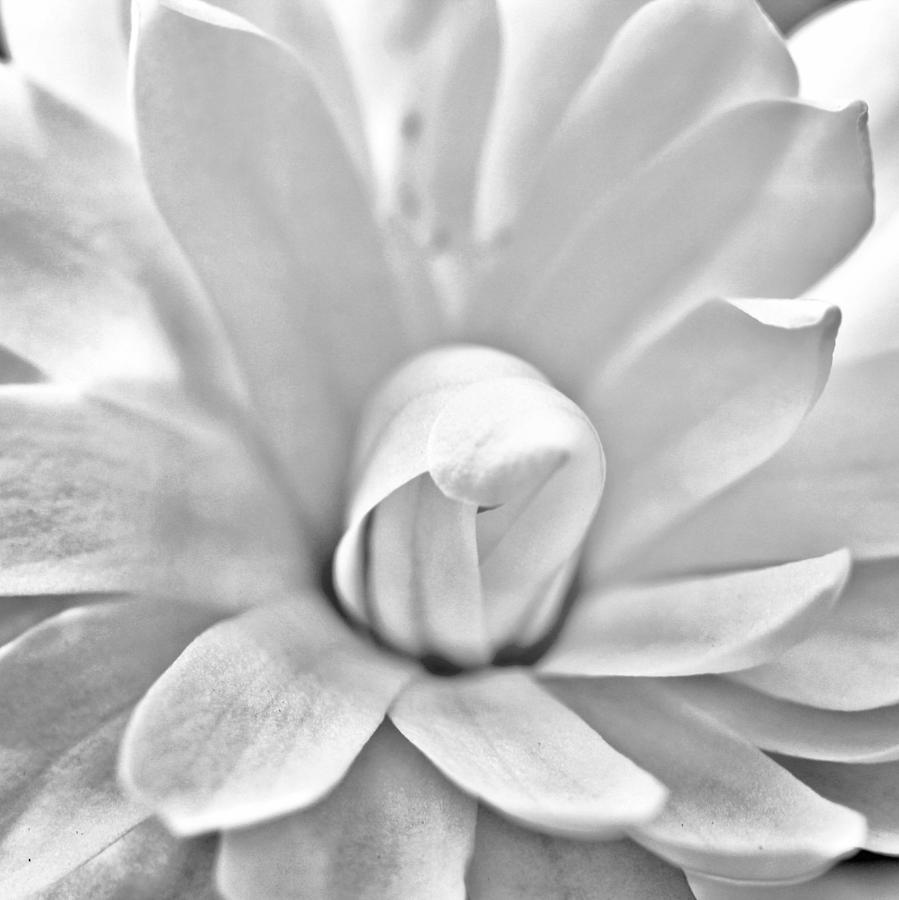 Magnolia Macro BW Photograph by Mary Pille - Pixels