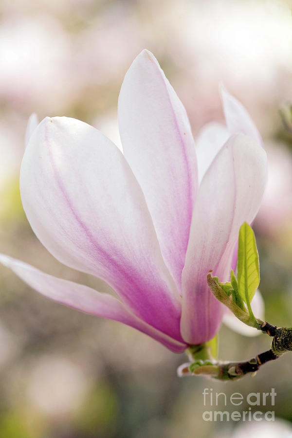 Magnolia (magnolia X Soulangeana) Photograph by Dr Keith Wheeler ...