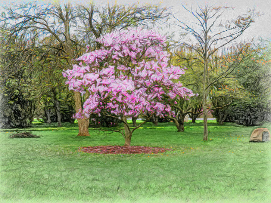 Magnolia Moments Horizontal Photograph by Leslie Montgomery