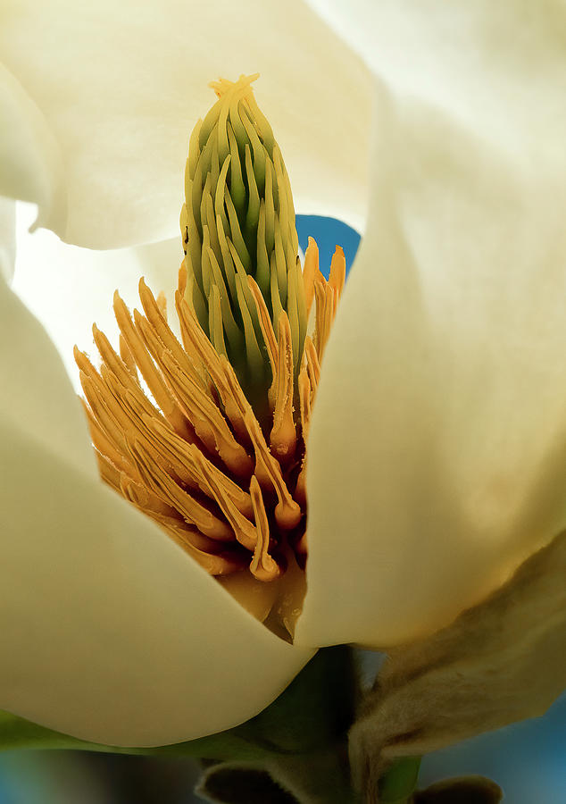 Magnolia Opening Photograph by Ginger Stein