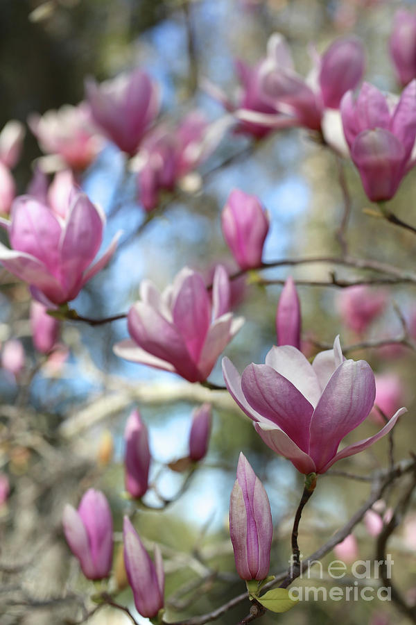 Magnolia Perspective Soft Colors Photograph by Carol Groenen