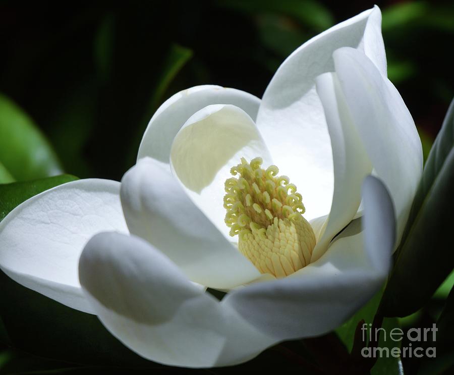 Magnolia Movie Photograph - Magnolia Petals Lit By The Sun by Marcus Dagan