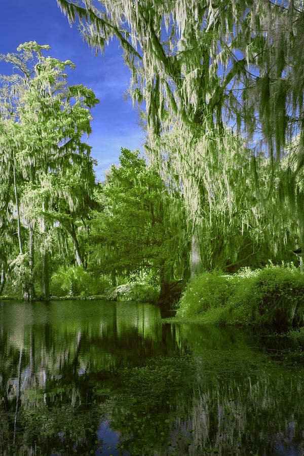 Magnolia Plantation in Green Photograph by Jon Glaser