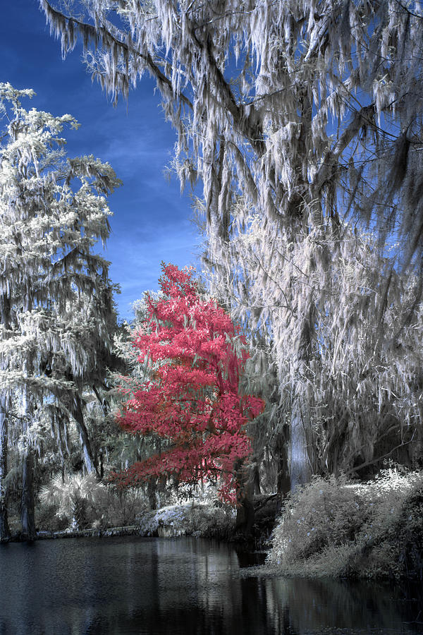 Magnolia Movie Photograph - Magnolia Plantation in Red by Jon Glaser