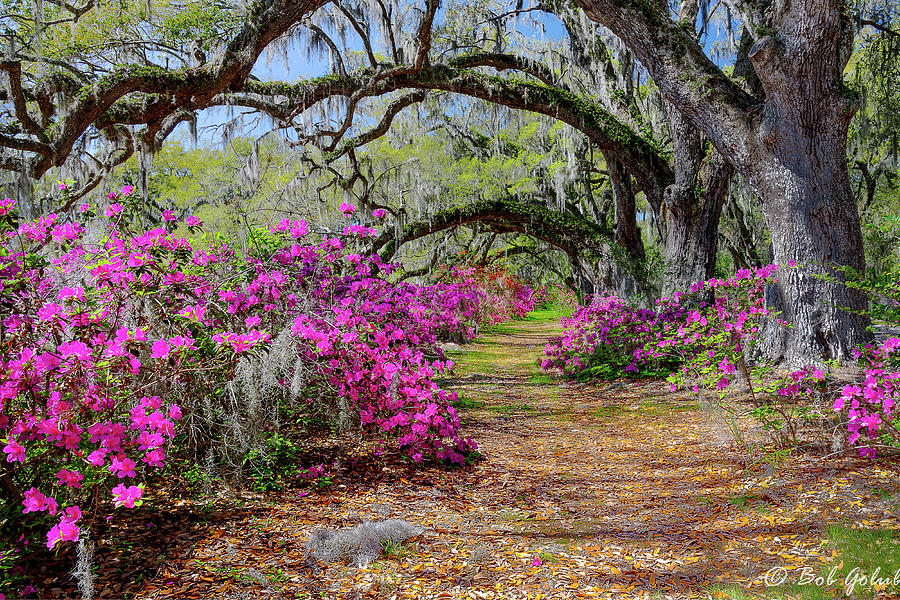 Magnolia Plantation in Spring Photograph by Robert Golub | Fine Art America