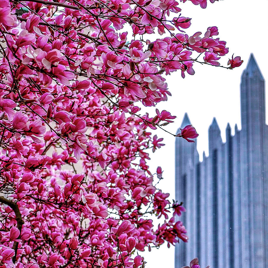 magnolia PPG Photograph by RJ Stein Photography