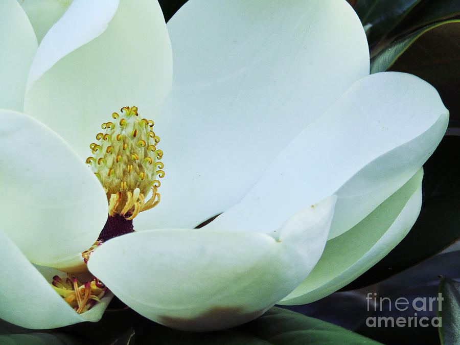 Magnolia Photograph by Robert Knight