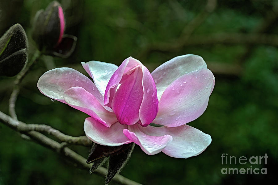 Magnolia Photograph by Roxie Crouch