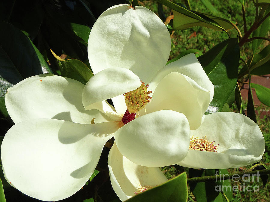 Magnolia Blossom 2019 Photograph by Eunice Warfel
