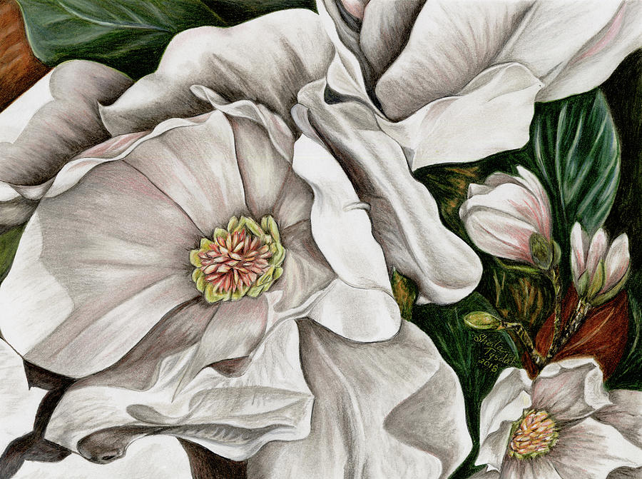Magnolia Drawing by Sheila Tysdal