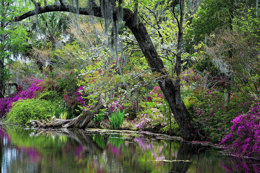 Magnolia Spring by Ed Waldrop Magnolia Spring by Ed Waldrop