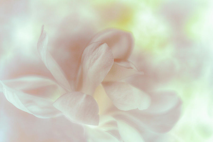 Magnolia Sunrise Photograph by Connie Handscomb