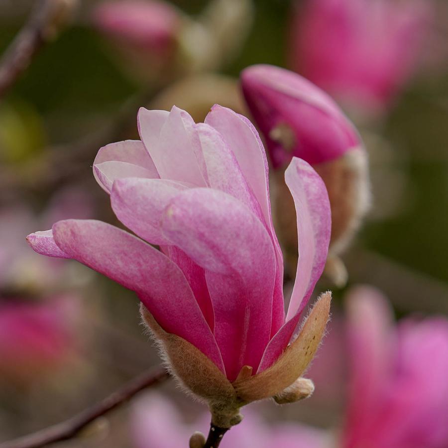 Magnolia Photograph by Susan Rydberg
