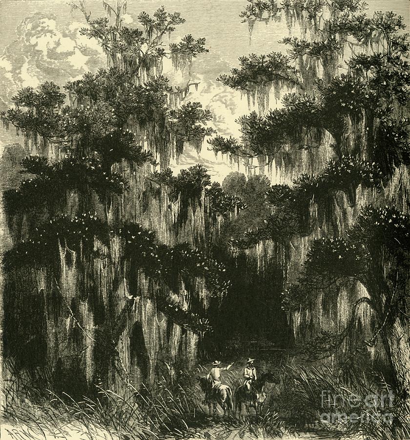 Magnolia Swamp Drawing by Print Collector