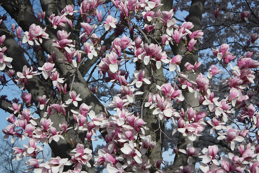 Landscape Photograph - Magnolia Tree in the Spring  by Jason Huffman