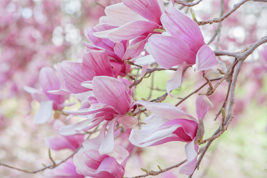 Magnolia Tree Photograph by Lori Rowland