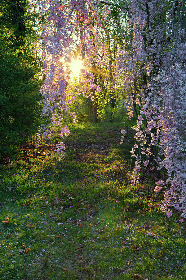 Magnolia Tree Sunset by Nathan Bush Magnolia Tree Sunset by Nathan Bush