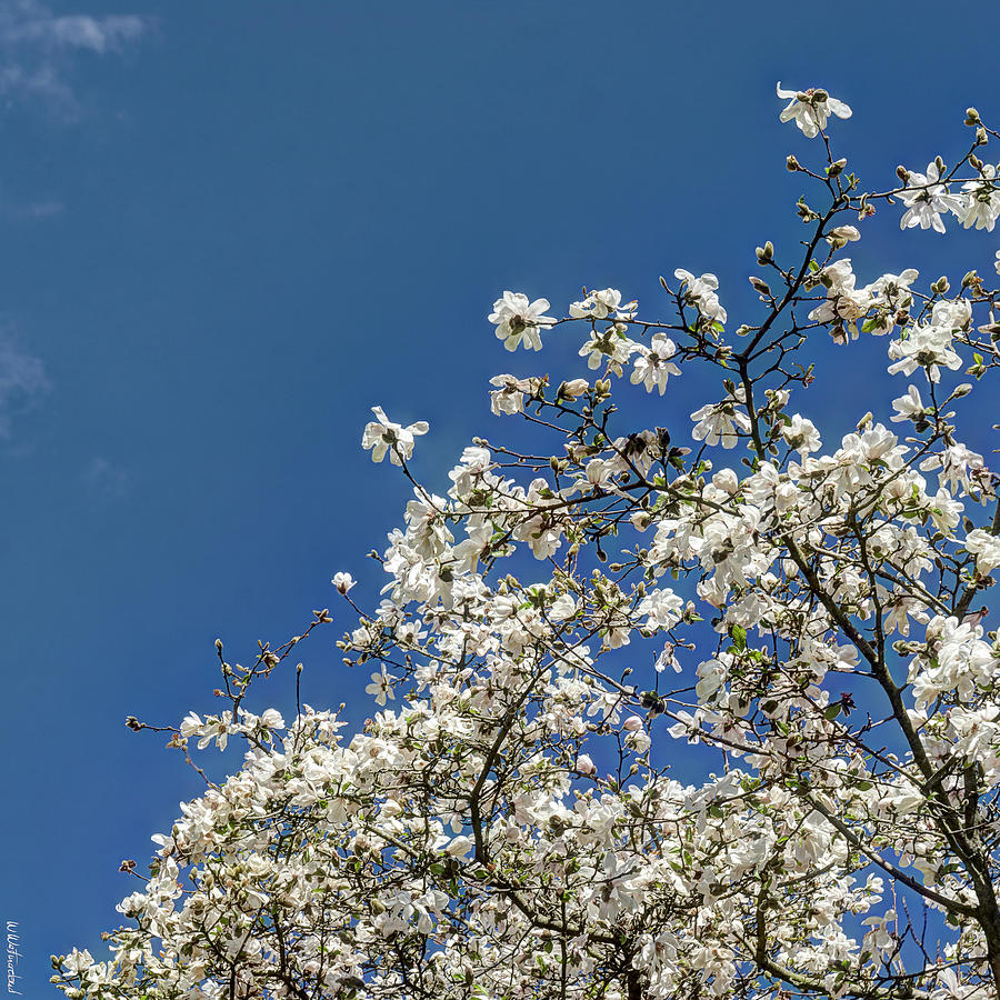 Magnolia treetop Photograph by Weston Westmoreland