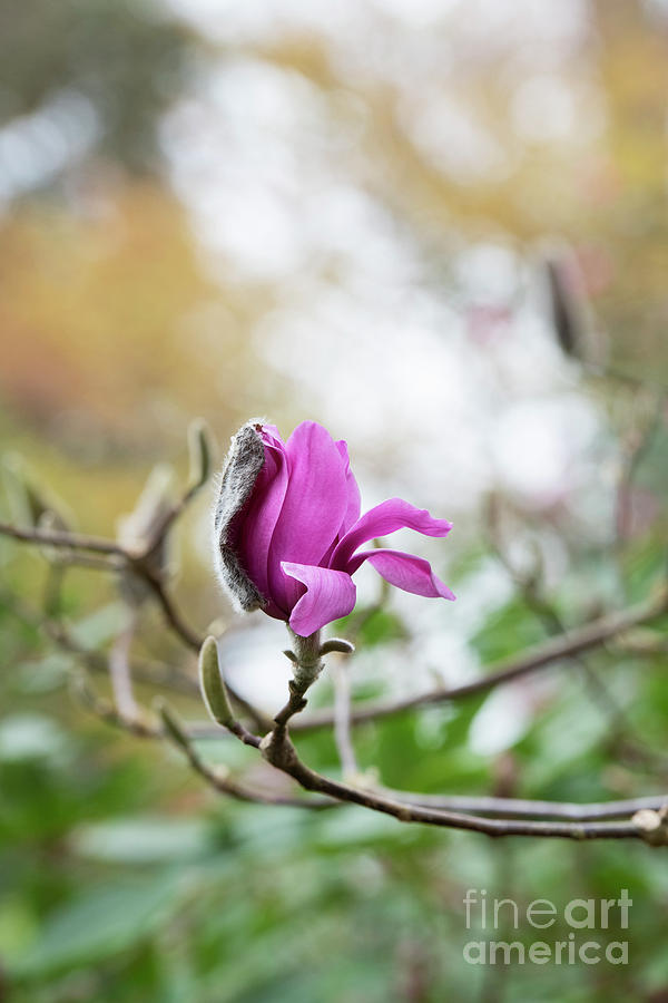 Magnolia Vulcan Flower Opening Photograph by Tim Gainey