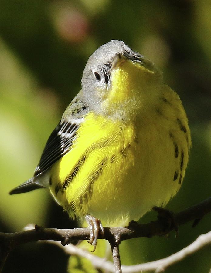 Magnolia Warbler 1 Photograph by Richard Xuereb - Fine Art America