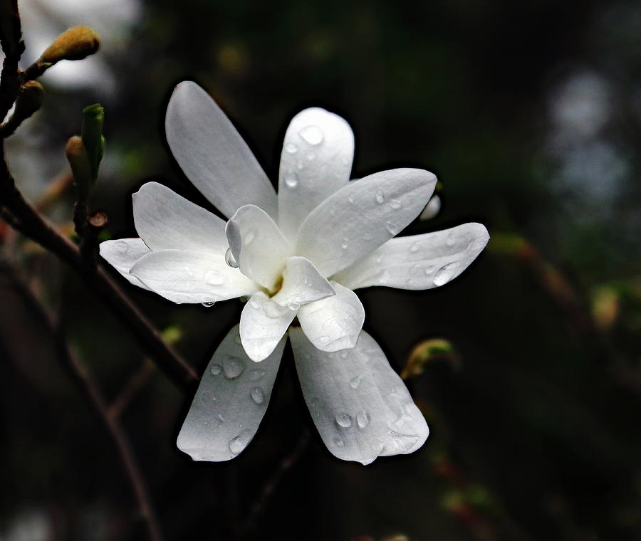Magnolia With Raindrops Photograph by Jeff Townsend